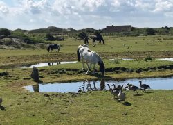 reiten-holstein