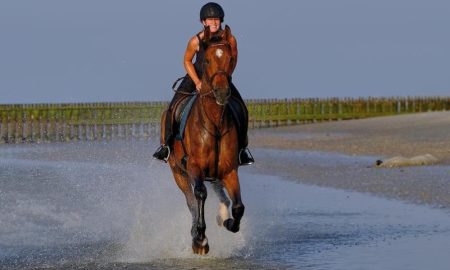 reiten-holstein